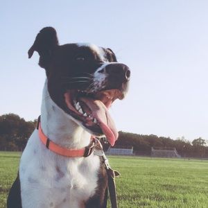 Meet your Posher, Morgan